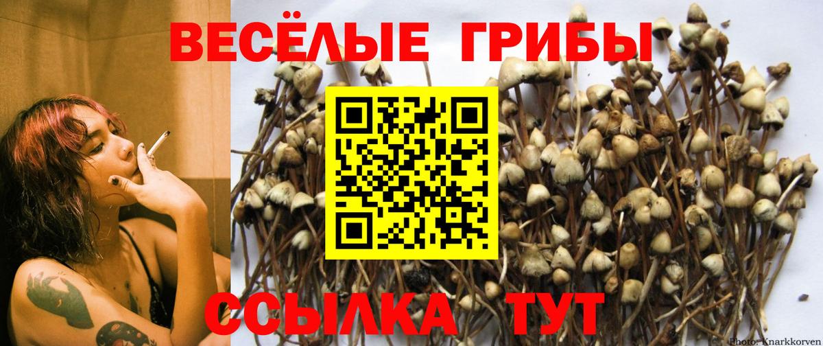 Псилоцибиновые грибы Magic Shrooms  Вход с VPN  где найти   Костомукша  Галлюциногенные грибы Psilocybe 